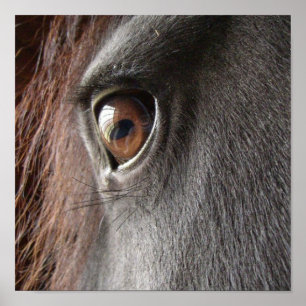 Impresión frisia del poster del ojo del caballo