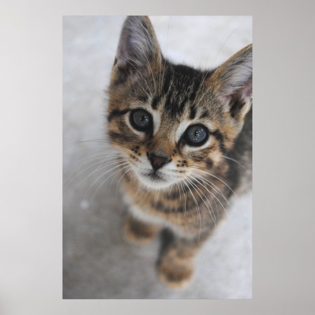 Impresión gatita (Frente)