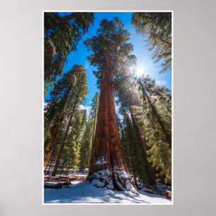 Impresión gigante de secuoya General Sherman en lu