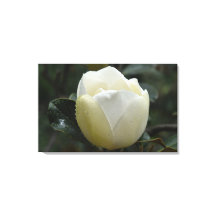 Impresión grandiflora de la lona de la magnolia