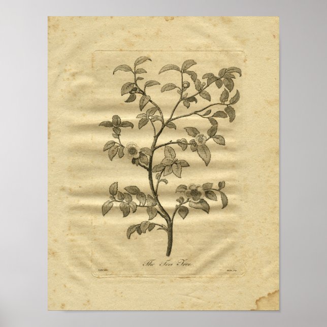 Impresión herbal de cultivo de árbol de té de 1817 (Frente)