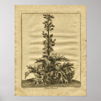 Impresión herbal de cultivo de ruibarbo de Turquía