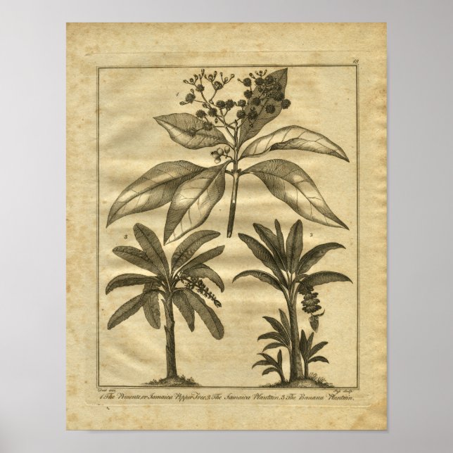 Impresión herbal de plátano de 1817 (Frente)