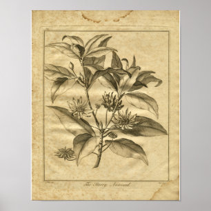 Impresión herbaria 1817 de Anniseed Culpeper