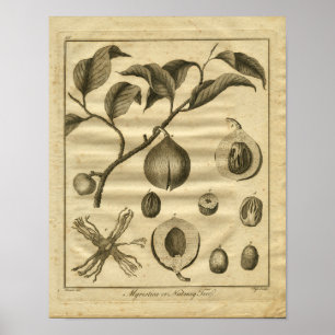 Impresión herbaria 1817 de Culpeper del árbol de