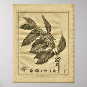 Impresión herbaria 1817 de Culpeper del cafeto