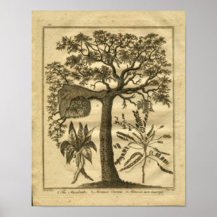 Impresión herbaria 1817 de Mandrake Culpeper