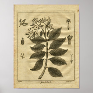 Impresión herbaria de Culpeper del árbol de