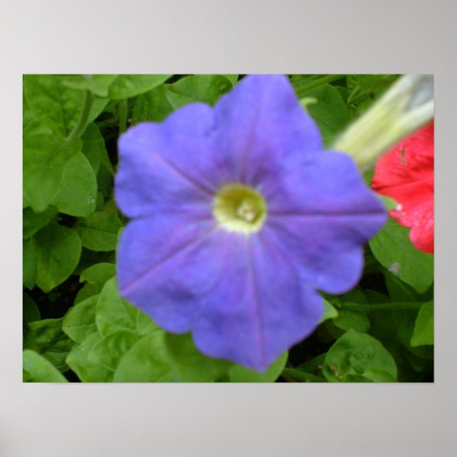 Impresión hermosa azul de Petunia (Frente)