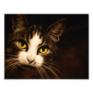 Impresión hermosa de la foto de los ojos de gato