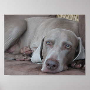 impresión hermosa del poster de la foto del perro