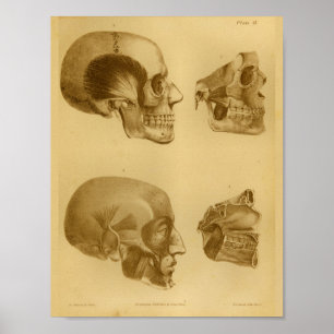 Impresión humana 1854 de la anatomía del mandíbula