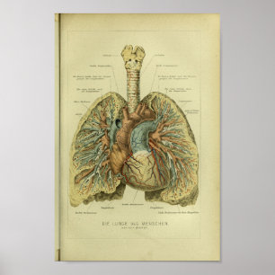 Impresión humana 1886 de la anatomía de los