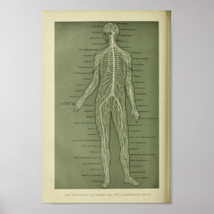 Impresión humana 1886 de la anatomía de los