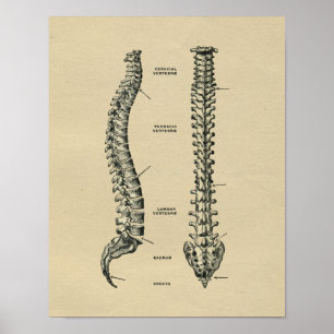 Impresión humana 1902 del vintage de la anatomía
