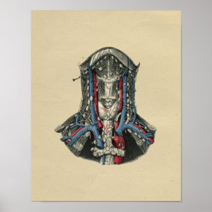 Impresión humana 1902 del vintage de la anatomía