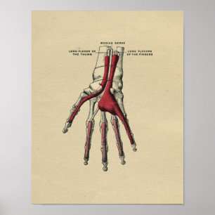 Impresión humana 1902 del vintage de la anatomía
