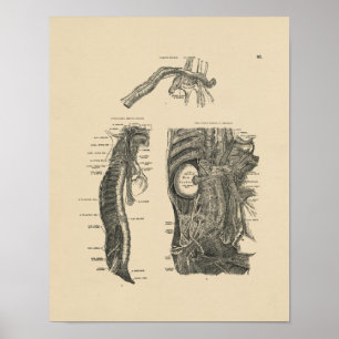 Impresión humana de la anatomía 1880 de los