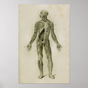 Impresión humana de la anatomía del vintage del