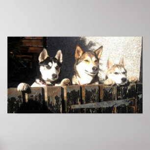 Impresión Husky. ¡Buscando!