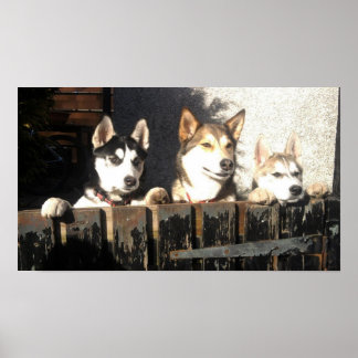Impresión Husky. ¡Buscando!