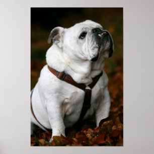 Impresión inglesa del poster del bulldog