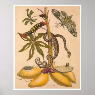 Impresión insectorosa de metamorfosis de Surinamen