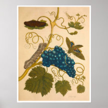 Impresión insectorosa de metamorfosis de Surinamen