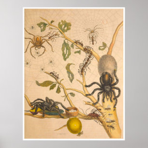 Impresión insectorosa de metamorfosis de Surinamen