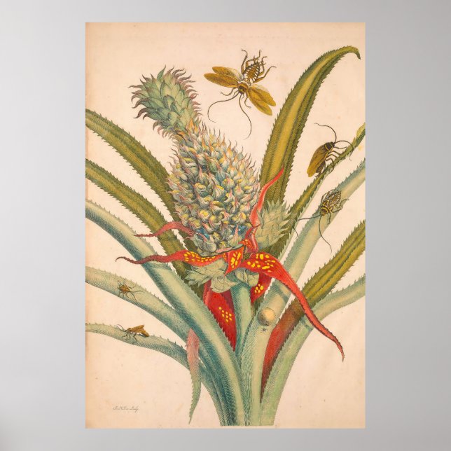 Impresión insectorosa de metamorfosis de Surinamen (Frente)