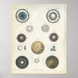 Impresión interna de la anatomía del ojo humano