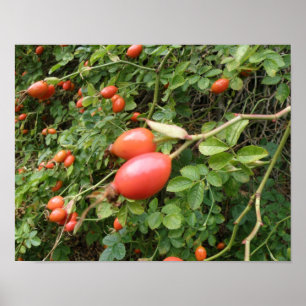 Impresión Juicy Red Rose Hips