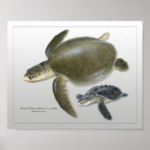 Impresión juvenil de tortuga marina Ridley de Kemp