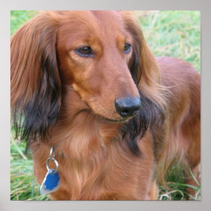 Impresión larga del Dachshund del pelo