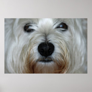 Impresión linda de la lona de Westie
