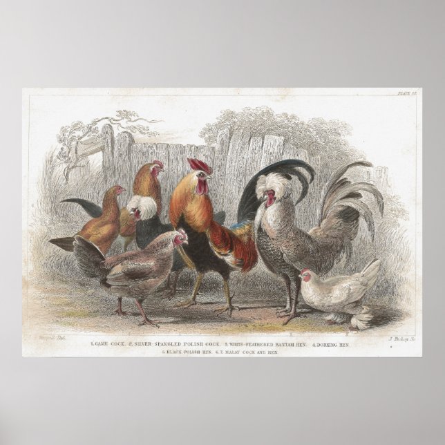 Impresión litográfica de época de pollo y Hen (Frente)