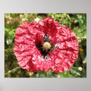Impresión Macro de Flor de Amapola Roja Bonita
