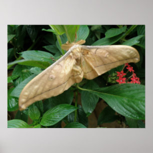 Impresión mágica de polilla