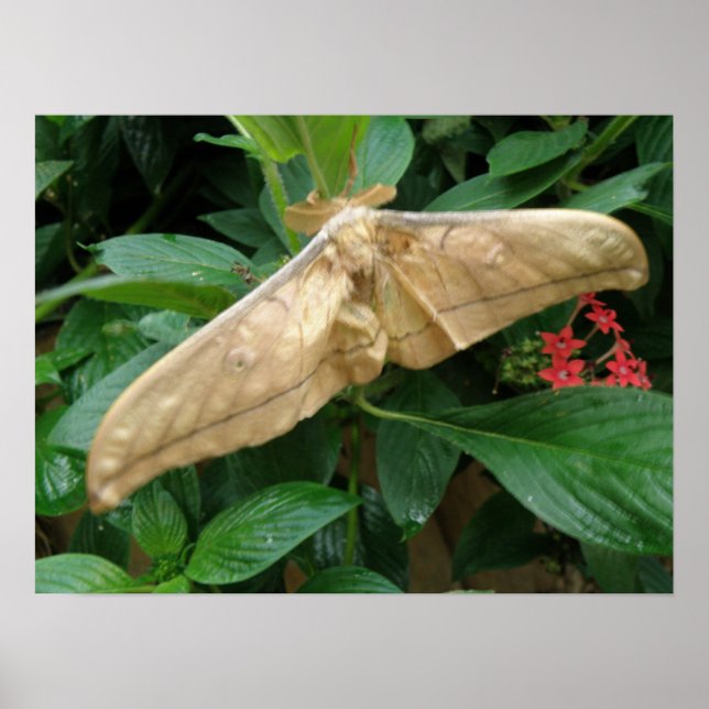 Impresión mágica de polilla (Frente)