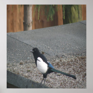 Impresión magpie