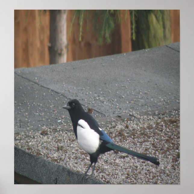 Impresión magpie (Frente)