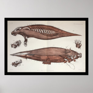 Impresión marina de la anatomía de la biología del