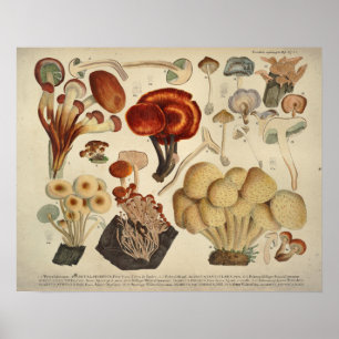Impresión marrón amarilla vintage 1831 Mushroom Va
