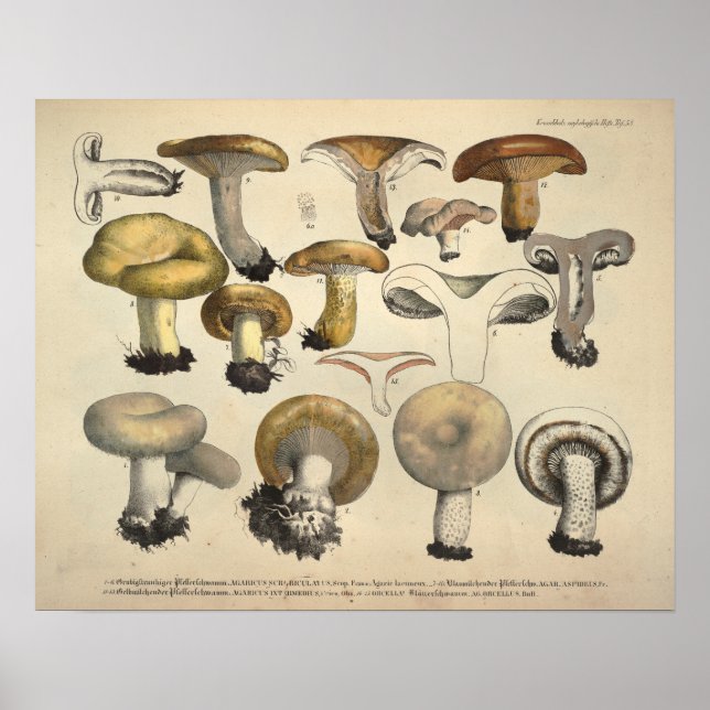 Impresión marrón amarilla vintage 1831 Mushroom Va (Frente)
