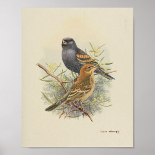 Impresión marrón negro de pájaro vintage