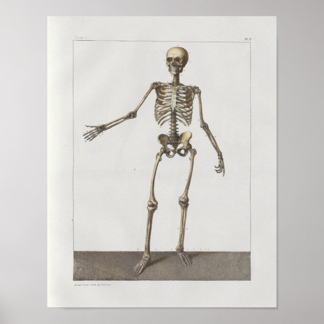 Impresión médica de la anatomía ventilado de los h (Frente)