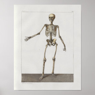 Impresión médica huesos de la anatomía esquelética