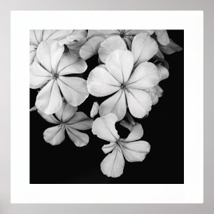 Impresión Metalizada Diseño de postal en blanco y negro