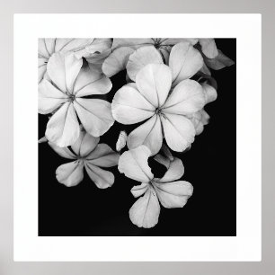 Impresión Metalizada postal de b&w