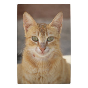 Impresión Metalizado de gato